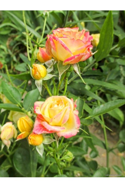 "YARA" для троянд, 1кг